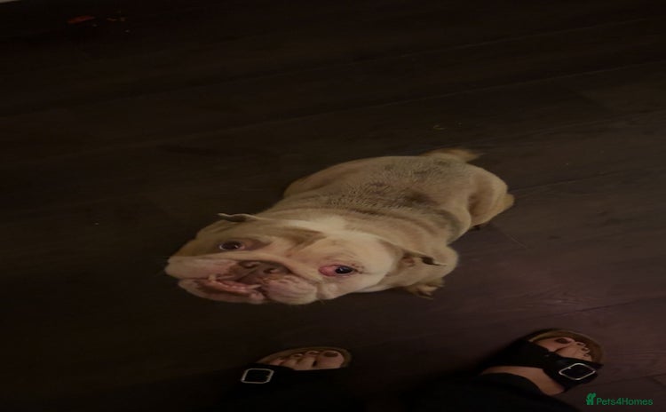 English Bulldog dogs English bulldog female  - Advert 1