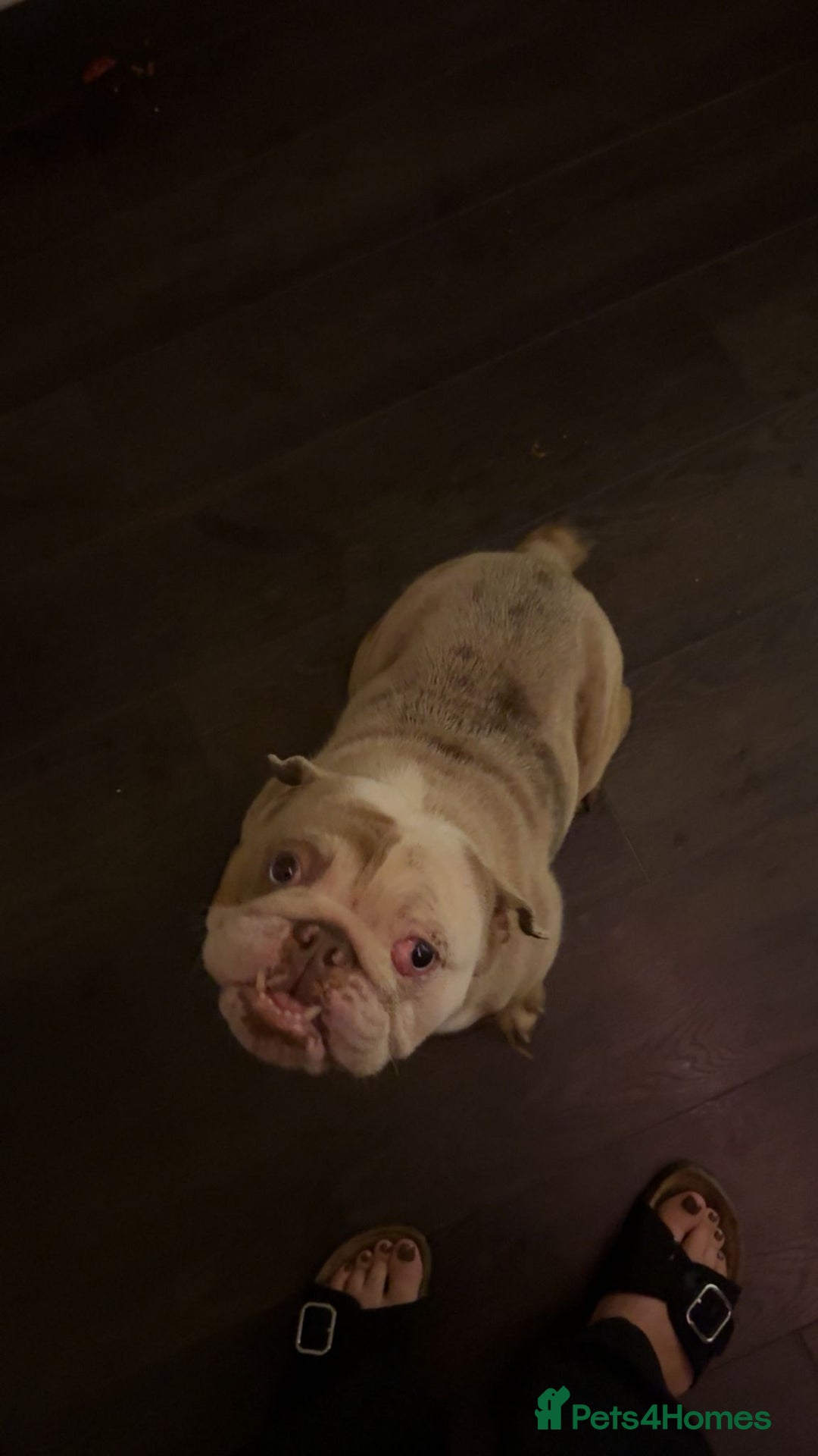 English Bulldog dogs for sale: English bulldog female  - Advert 1