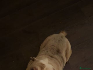 English Bulldog dogs for sale: English bulldog female - Advert 1