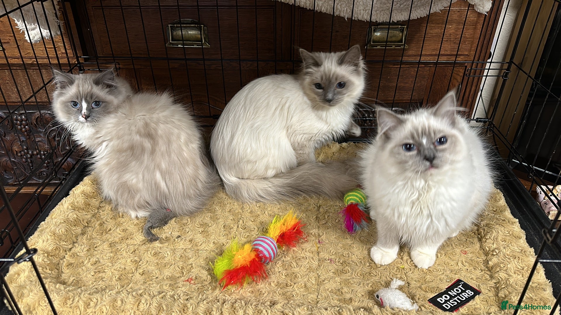 Ragdoll cats for sale: Gorgeous ragdoll kittens  - Advert 1