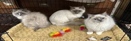 Ragdoll cats for sale: Gorgeous ragdoll kittens  - Advert 1