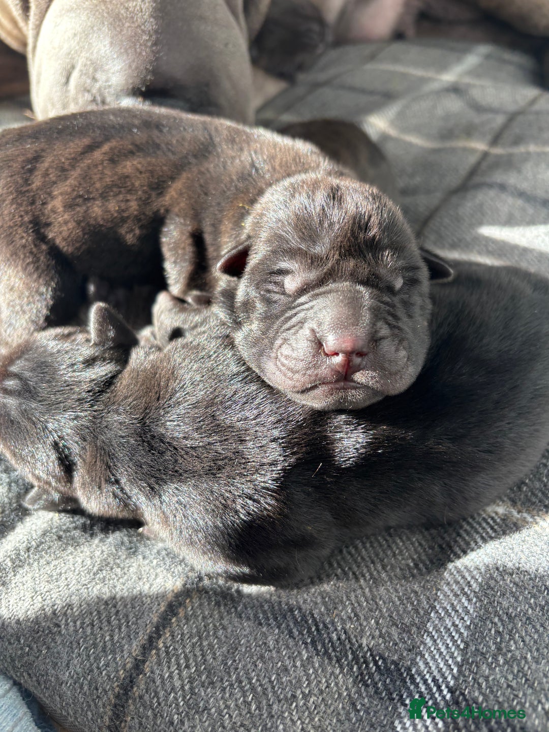 Shar Pei dogs for sale: Beautiful Shar peis - Image 7