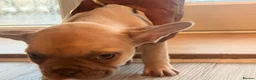 French Bulldog dogs for sale: ‼️FinalPriceDrop‼️Beautiful FrenchBulldog Puppies  - Advert 10