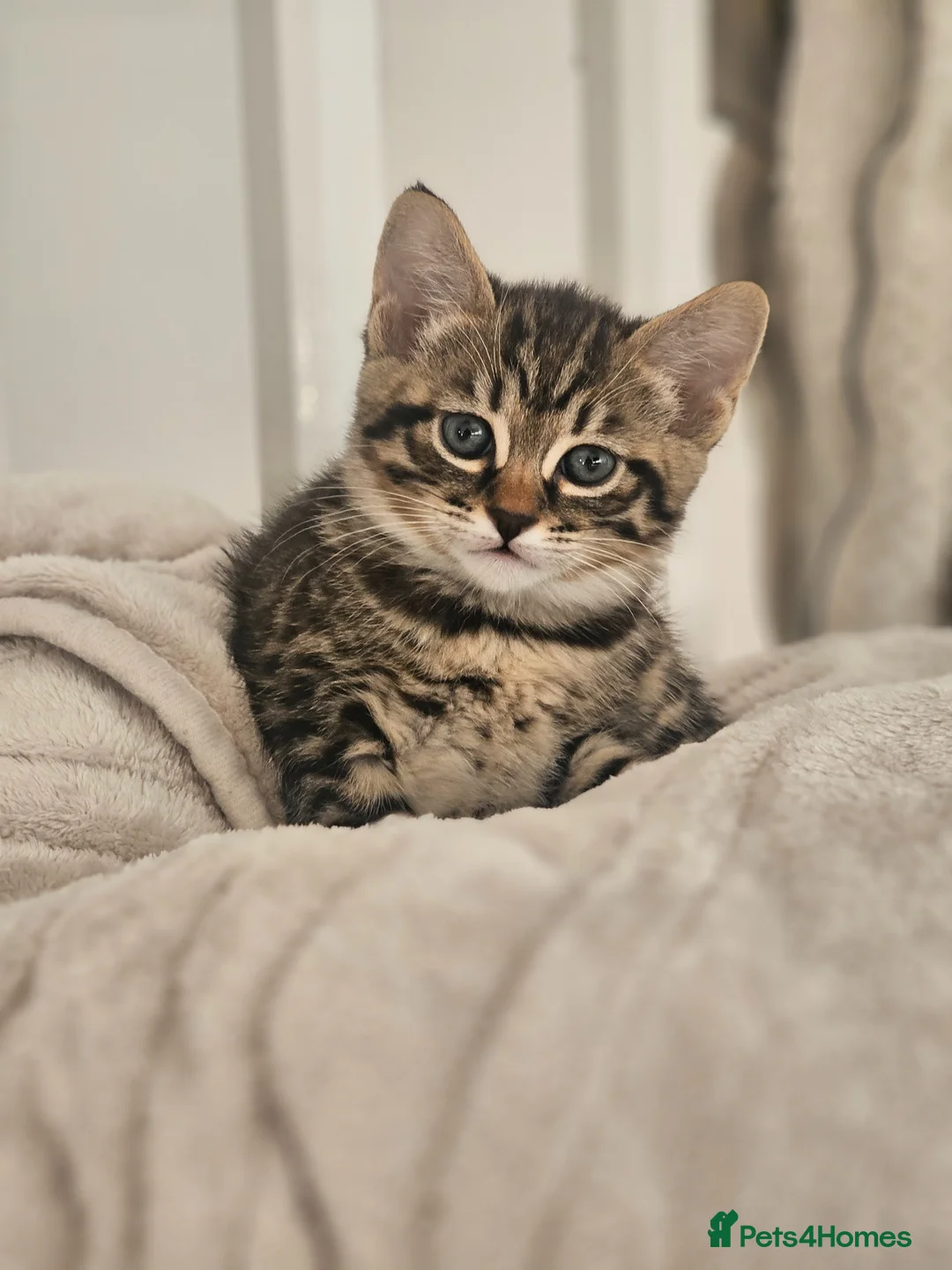 Savannah cats for sale: F3 Savannah Kittens for Sale - Advert 2