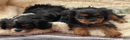 Cavalier King Charles Spaniel dogs for sale: Healthy DNA clear affectionate cuddly pups - Advert 10