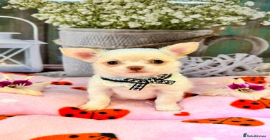 Chihuahua dogs - Advert 2