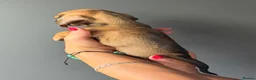 Miniature Dachshund dogs for sale: Miniature Smooth Dachshund Puppies  in Torquay - Advert 22