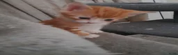 Domestic Shorthair cats for sale: Kittens for Sale - Advert 9