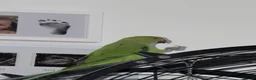 Ringnecks birds for sale: Indian ringneck - Advert 3