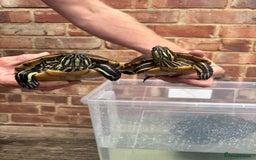 Terrapin reptiles for sale: Terrapins - Image 1