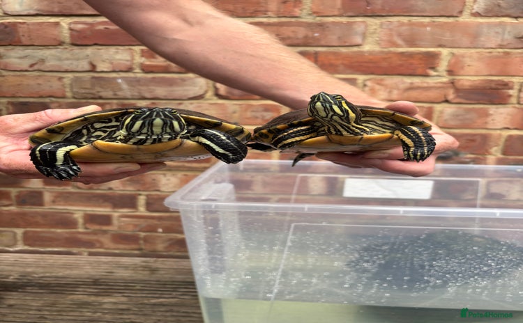 Terrapin reptiles - Advert 1