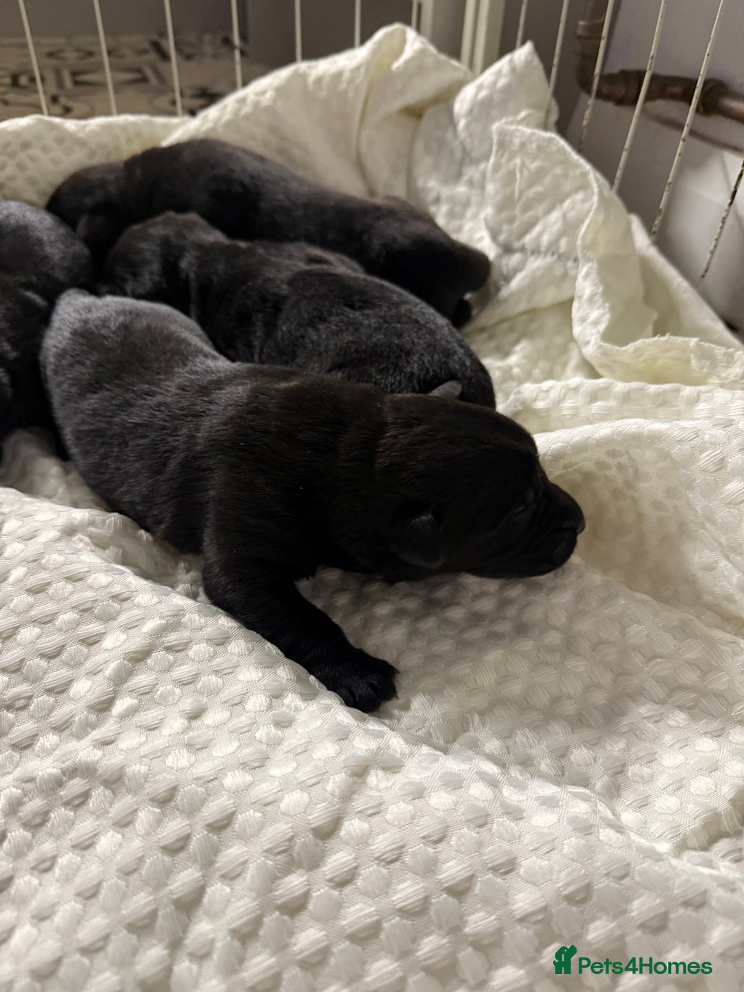 Mixed Breed dogs for sale: Labrador x German Shepard puppies  - Advert 2