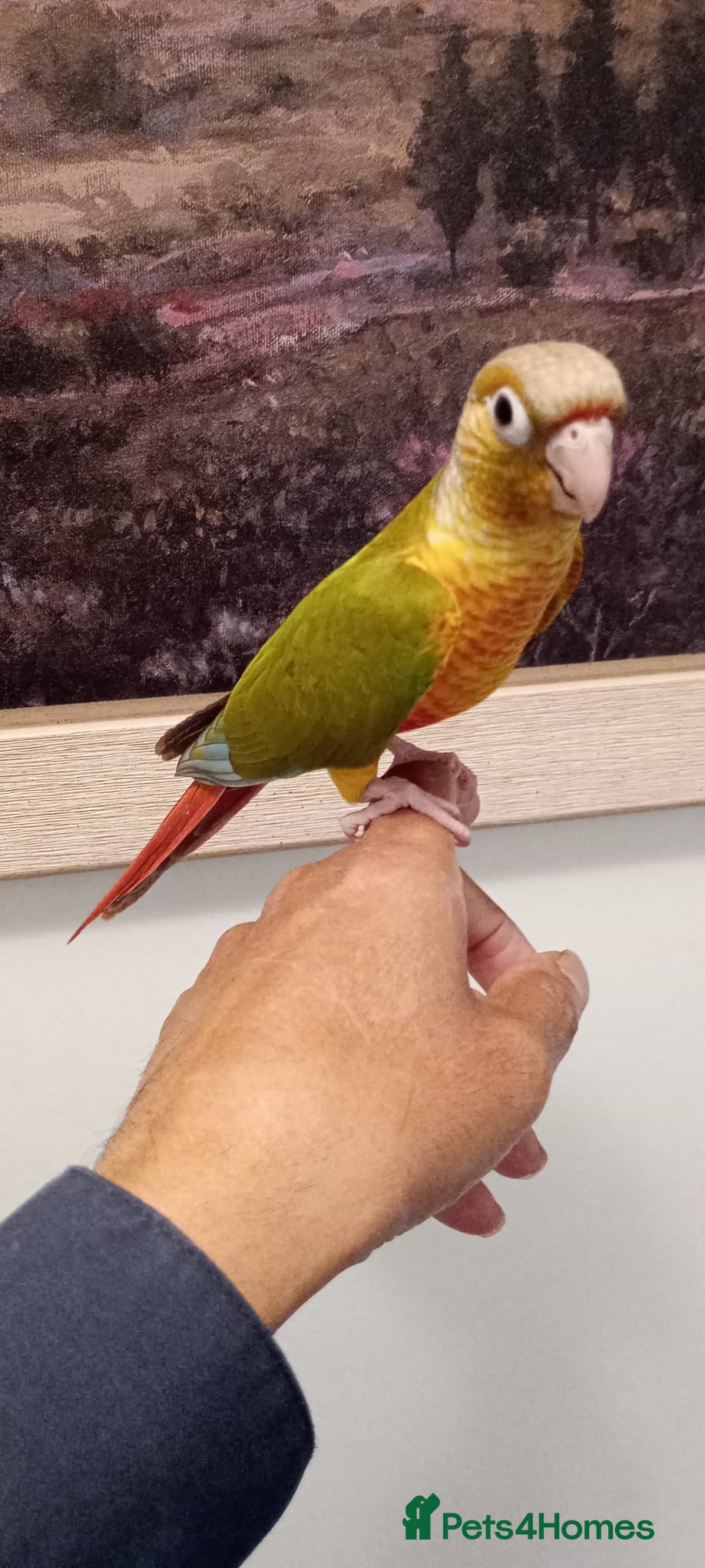 Ringnecks birds Hand-Reared Baby pineapple corner  for Sale  - Advert 1