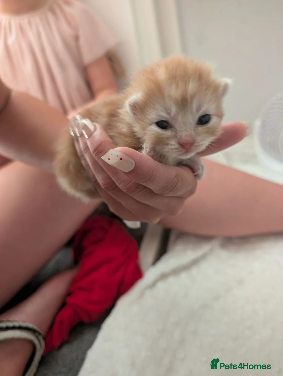 British Longhair cats for sale: 1 fluffy ginger kitten  - Advert 3