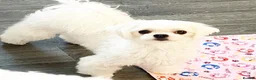 Maltese dogs for sale: Tiny KC Reg. Korean Show line puppies!  - Advert 17