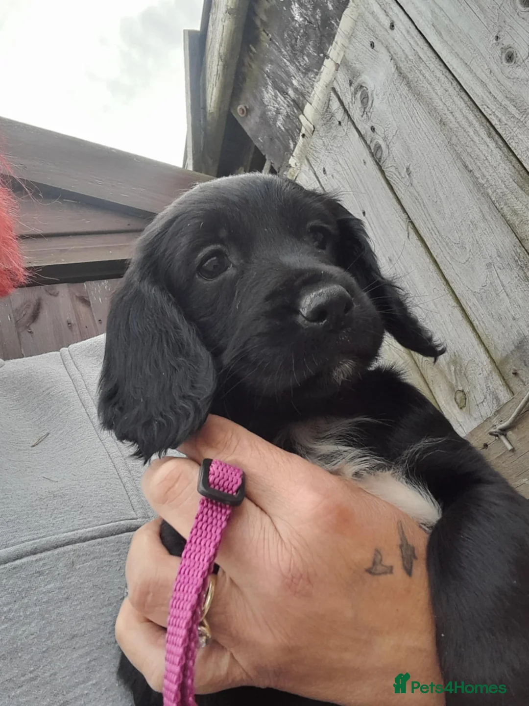 Sprocker dogs for sale: 4 Sprocker pups in Pwllheli - Advert 2