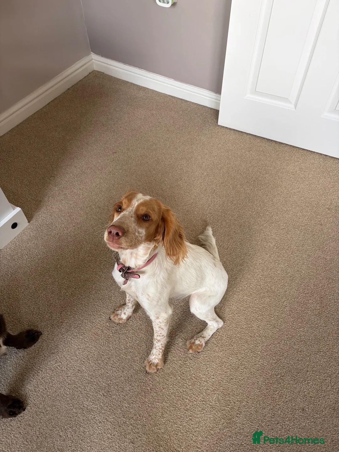 Cocker Spaniel dogs for sale: Gorgeous lemon and white working cocker  in Mansfield - Advert 2