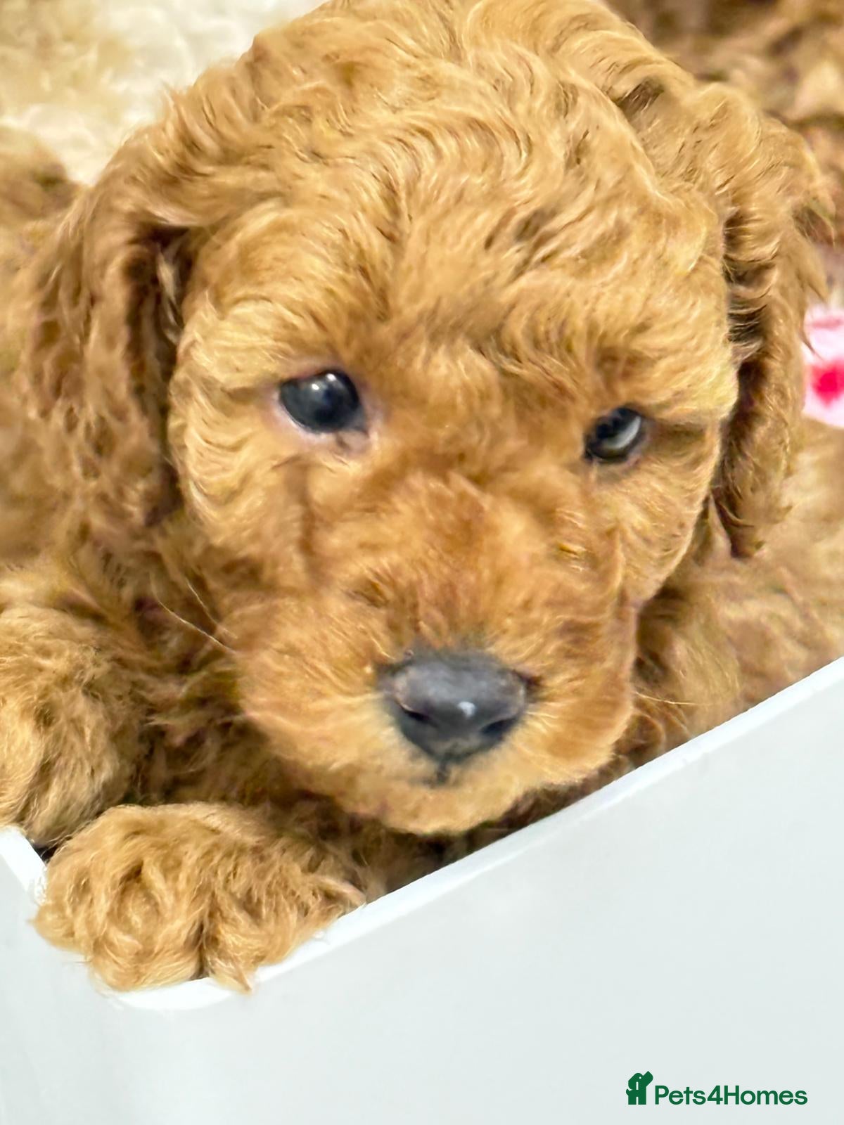 Toy Poodle dogs Look at our Beautiful Toy Poodle Puppies  - Advert 13