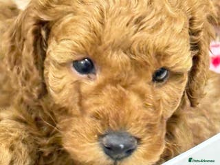 Toy Poodle dogs Look at our Beautiful Toy Poodle Puppies - Advert 13