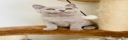 British Shorthair cats for sale: GCCF -SPECTACULAR  -British Shorthair kittens  - Advert 7