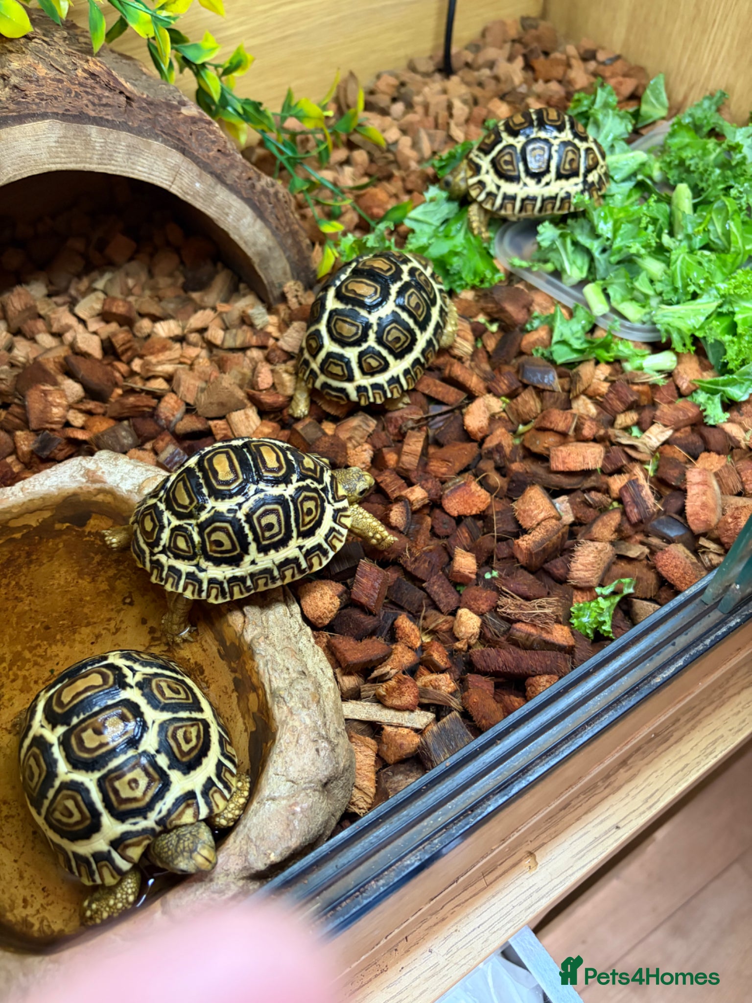 Tortoise reptiles for sale: Leopard Tortoses- Stunning RARE High White Babies - Advert 5