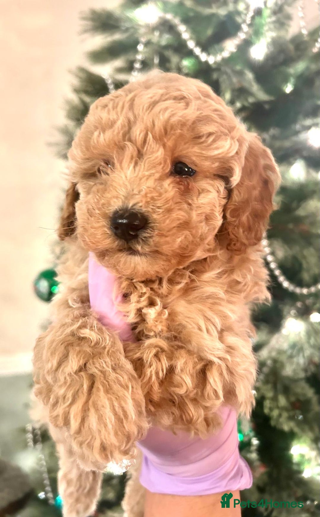 Poodle dogs for sale: Adorable Poodle puppies - Advert 11