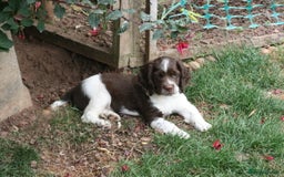 English Springer Spaniel dogs for sale: Family bred and home reared.  - Image 12
