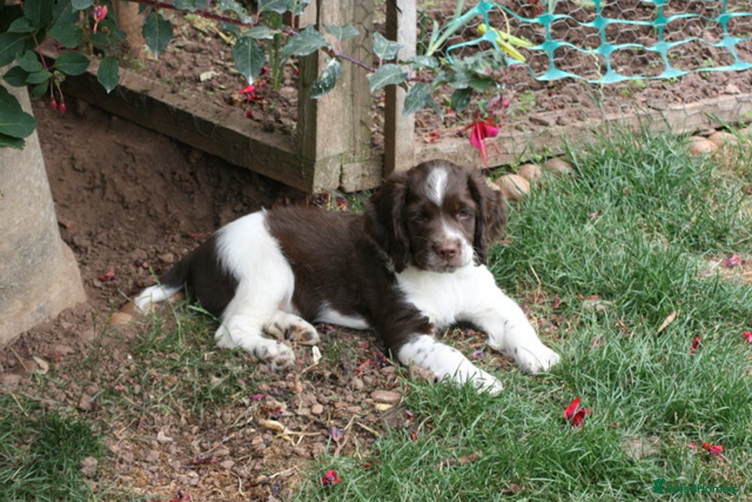 English Springer Spaniel dogs for sale: Family bred and home reared.  - Image 12