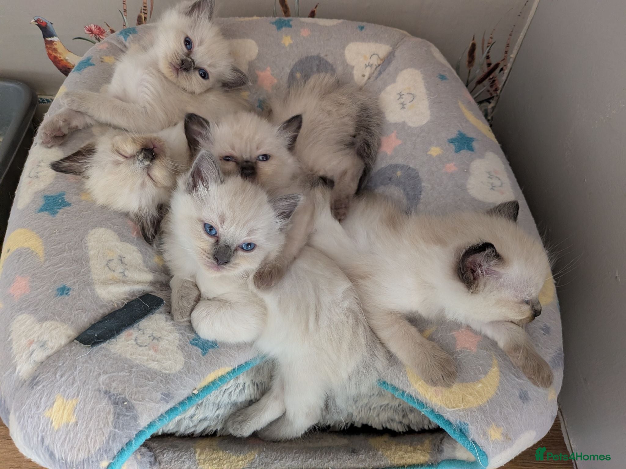 Ragdoll cats ⭐3 beautiful seal point ragdolls 5 weeks old ❤️  - Advert 15