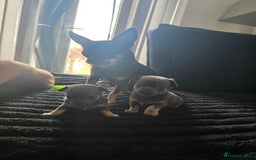 Chihuahua dogs for sale: 2 gorgeous blue & tan chihuahuas  - Image 2