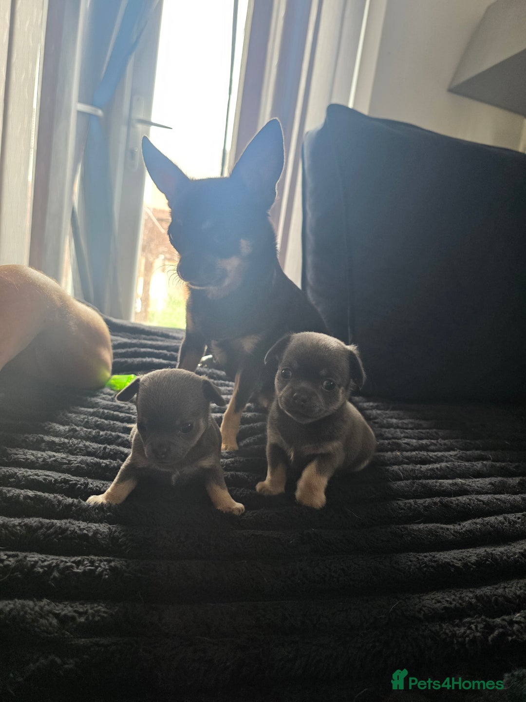 Chihuahua dogs for sale: 2 gorgeous blue & tan chihuahuas  - Image 2