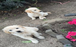 Golden Retriever dogs for sale: Beautiful litter of golden retriever puppies - Image 5