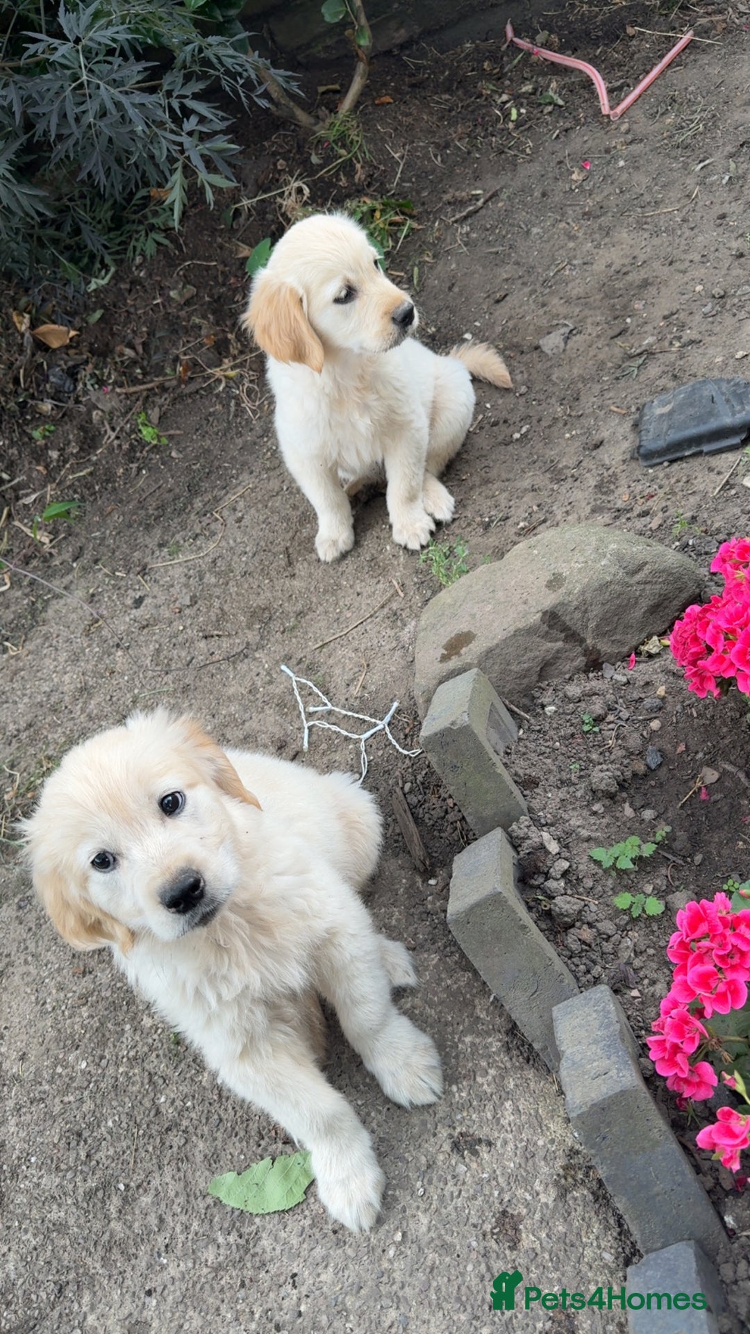 Golden Retriever dogs for sale: Beautiful litter of golden retriever puppies - Image 5