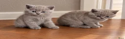 British Shorthair cats for sale: 4 beautiful lilac British short hair boys - Advert 4