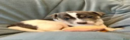 Jack Russell dogs for sale: Conscientiously bred and reared - Advert 9