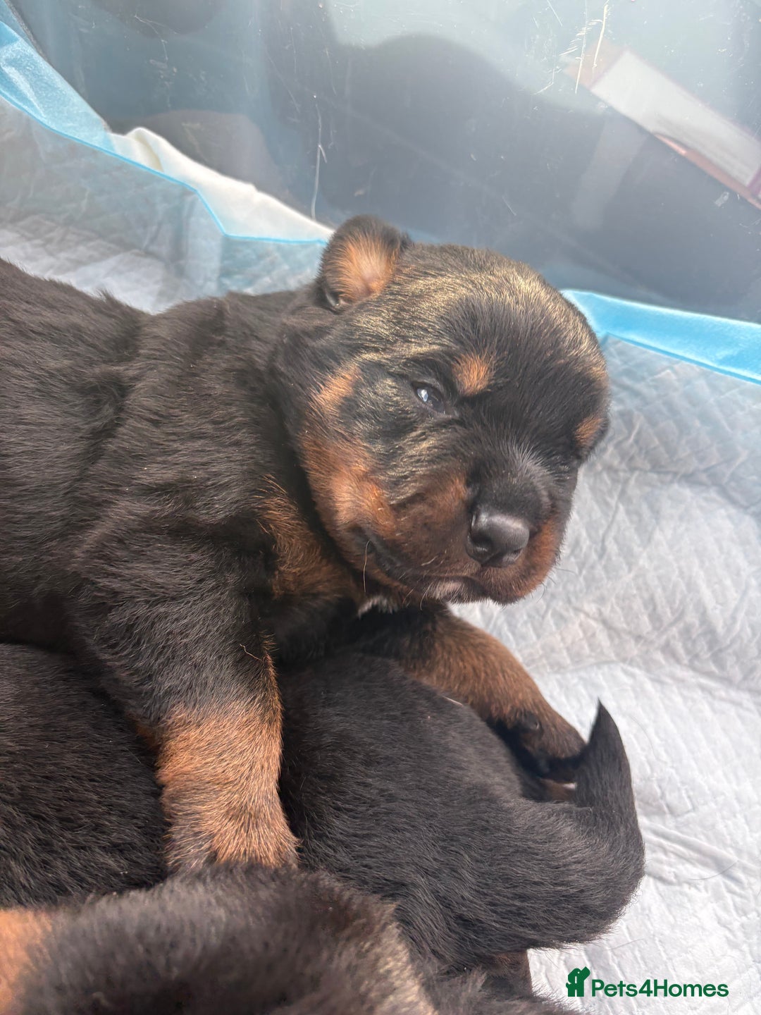 Rottweiler dogs for sale: 4 Gorgeous Rottweiler Puppies - Advert 15