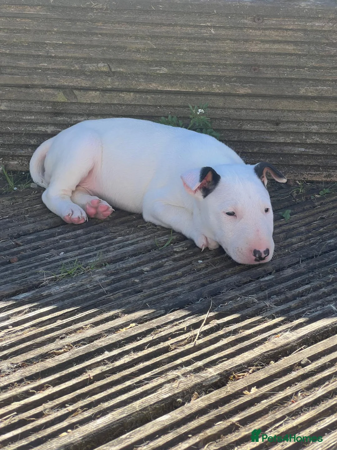 English Bull Terrier dogs for sale: Beautiful puppies in Edinburgh - Advert 1