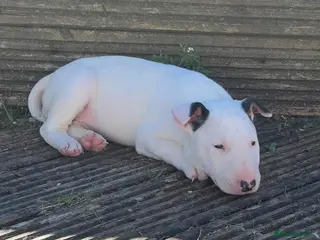English Bull Terrier dogs Beautiful puppies - Advert 4