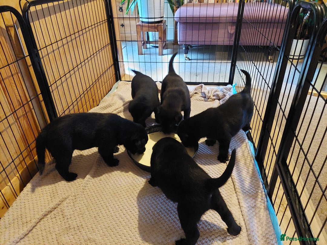 Mixed Breed dogs for sale: Labrador Mix Breed - Image 1