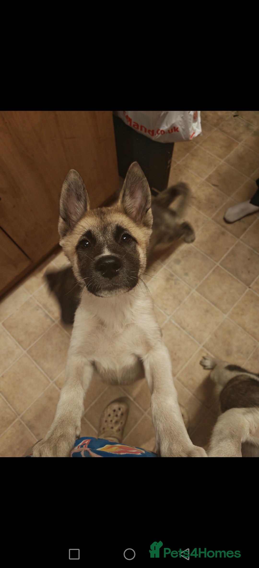 Mixed Breed dogs for sale: Akita  puppies for sale  - Image 4