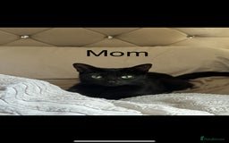 Domestic Shorthair cats for sale: 2 female black/grey kittens - Image 3