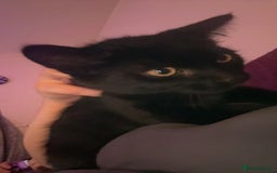 Bombay cats for sale: Black beauties🧡 - Image 3