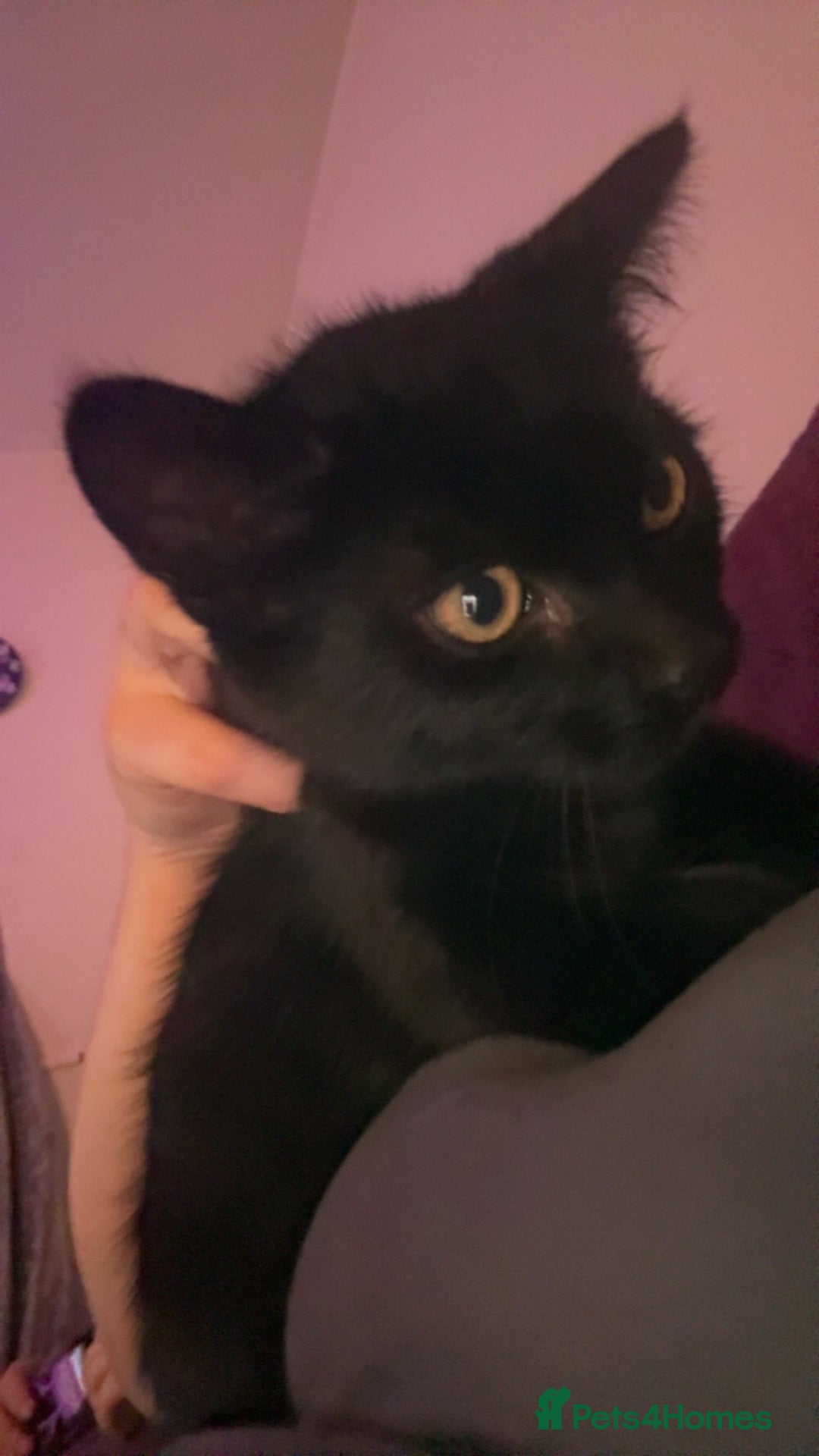 Bombay cats for sale: Black beauties🧡 - Image 3