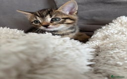 British Shorthair cats for sale: Two litters. 3 tabbies 4 fluffy black and white - Image 5