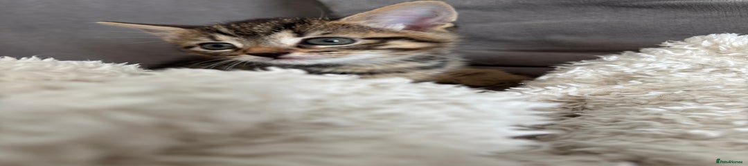 Tabby
