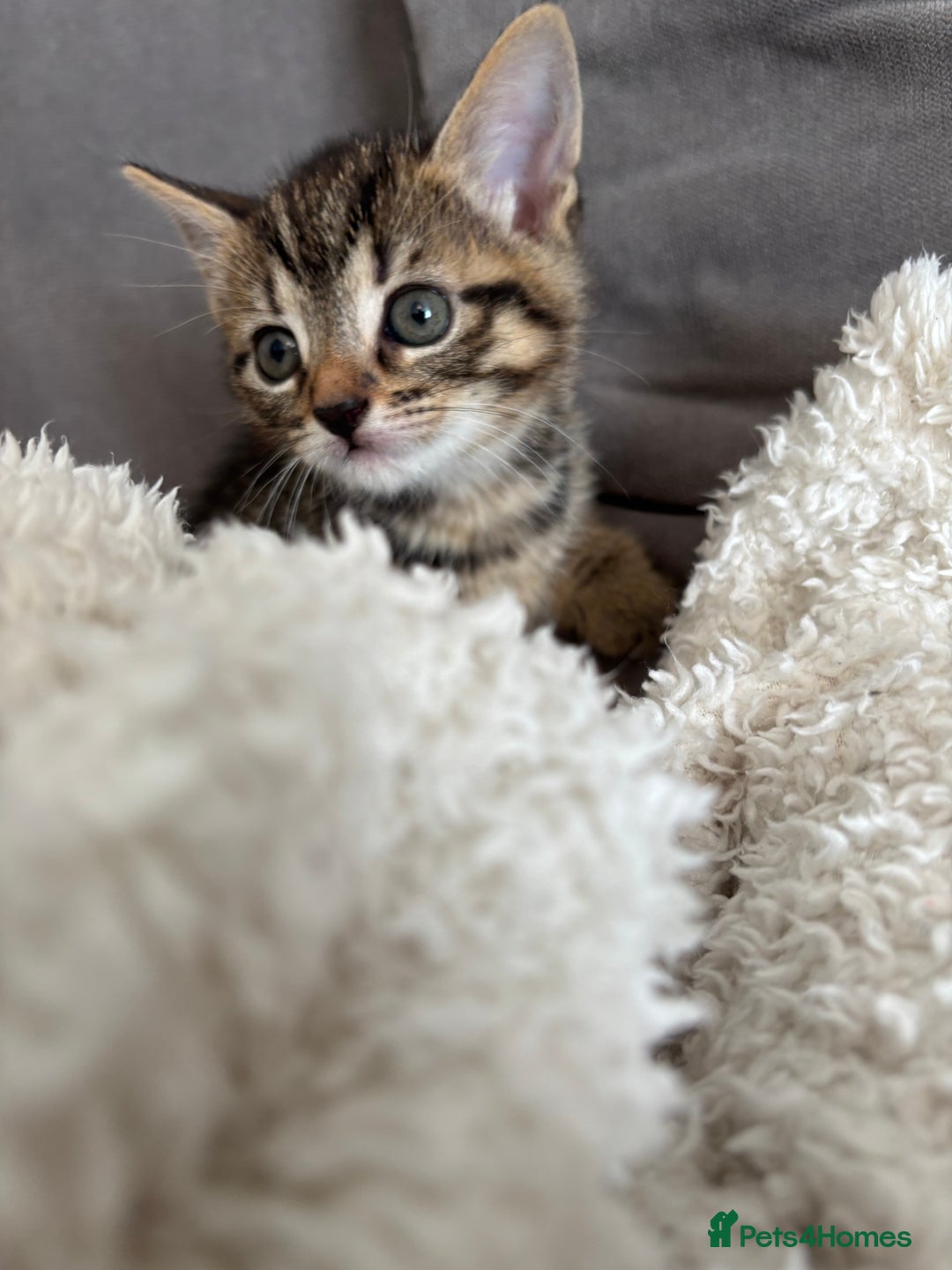 British Shorthair cats for sale: Two litters. 3 tabbies 4 fluffy black and white - Image 5