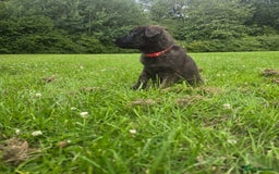 Belgian Shepherd Dog dogs for sale: Duch scheperd puppy for sale in Warrington - Image 19