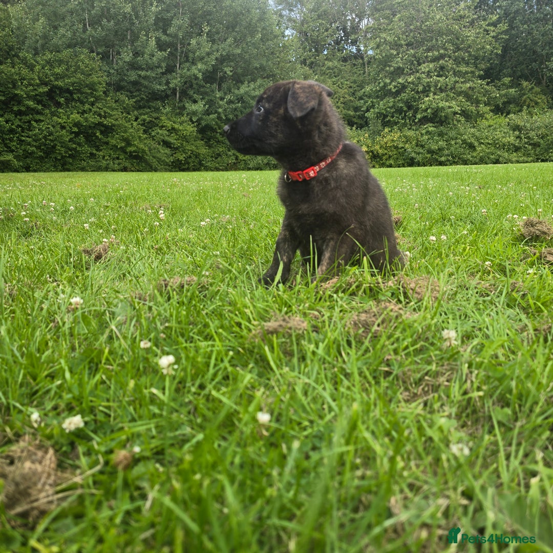 Belgian Shepherd Dog dogs for sale: Duch scheperd puppy for sale in Warrington - Image 19