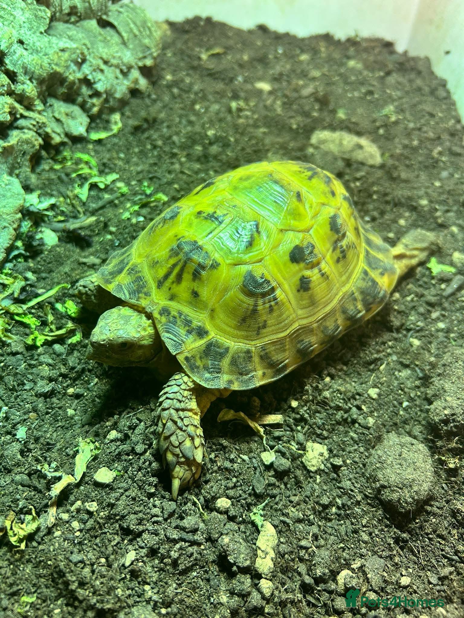 Tortoise reptiles Horsefield Tortoise - chompers in Ellesmere Port - Advert 2