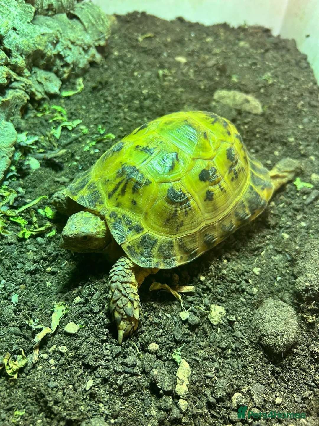 Tortoise reptiles for sale: Horsefield Tortoise - chompers in Ellesmere Port - Advert 1